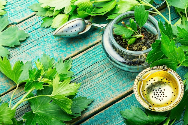 Té de hierbas con follaje de grosellas frescas.