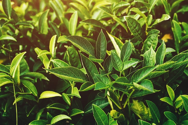 Té de hojas verdes frescas. Plantaciones de té. Sochi Rusia