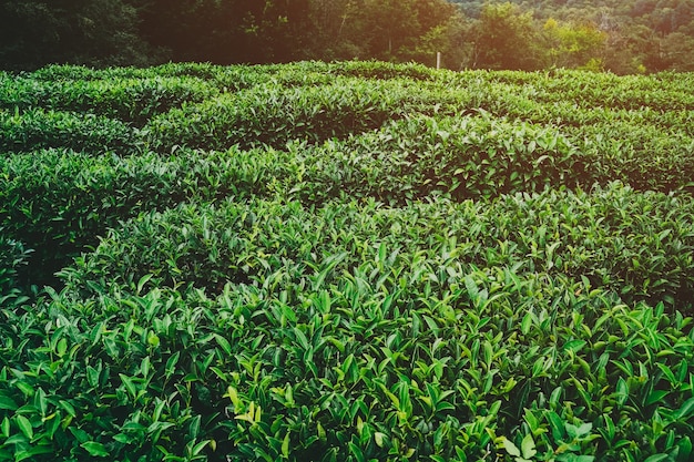 Té de hojas verdes frescas. Plantaciones de té. Sochi Rusia