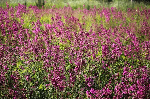 Té de Ivan flores rosadas al atardecer. Flores de té de Ivan sobre un fondo borroso. Pink Ivan-tea en Sunset Field, primer plano.