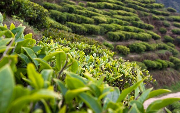 Té joven