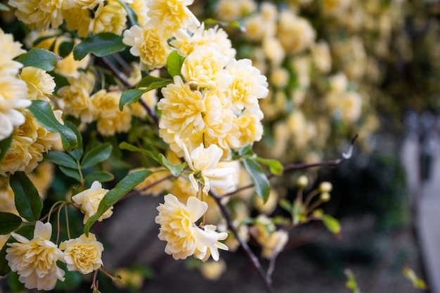 Té rosa flor que florece en el jardín de rosas