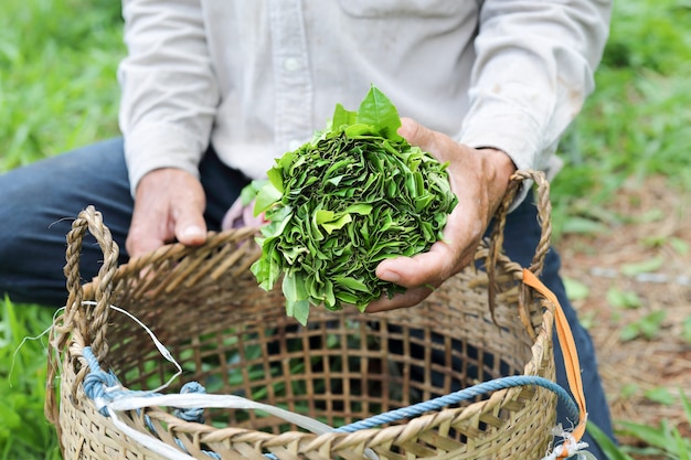 Té silvestre (Assam Tea) en el norte de Tailandia, Camellia sinensis var. Assamica