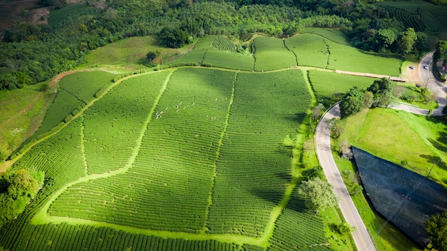 Té verde del área agrícola en la montaña chiang rai Tailandia