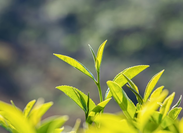 Té verde hoja joven