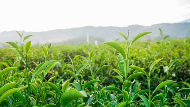 Té verde y hojas frescas.