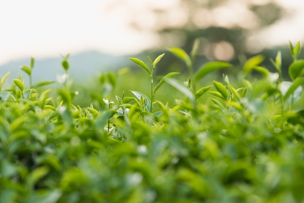 Té verde y hojas frescas