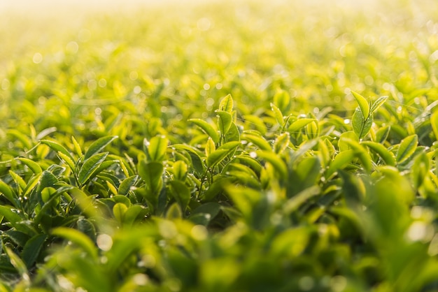 Té verde y hojas frescas