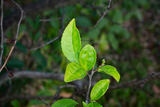 Té verde joven, hojas de té sinensis en una rama, principios de la primavera