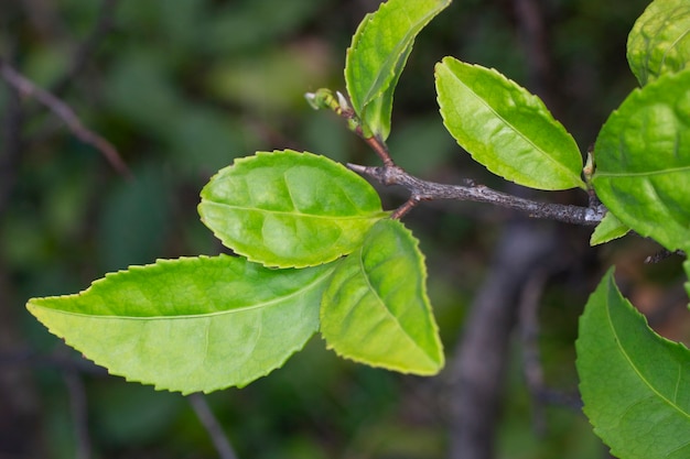 Té verde joven, hojas de té sinensis en una rama, principios de la primavera