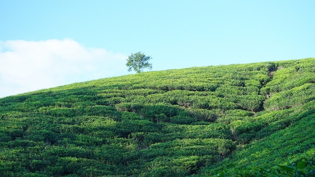 Tea Estate em Tamil Nadu