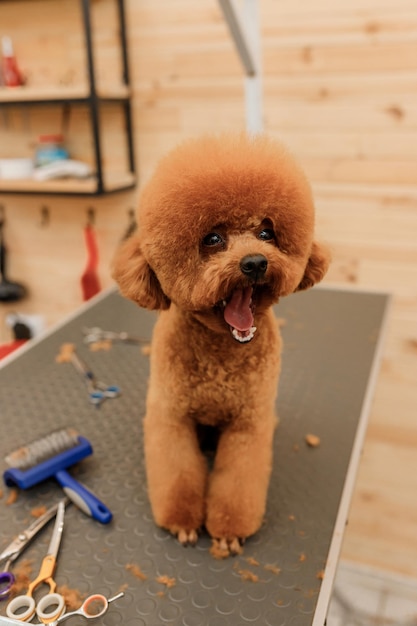 Teacup Poodle Dog auf dem Pflegetisch wartet auf einen Haarschnitt von einem professionellen Groomer