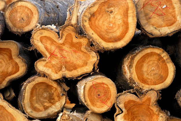 Teak-Plantagenholzstapel stockfoto