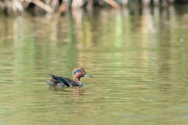 Teal Anas Crecca Granada Spanien