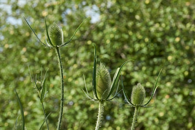 Teasel lat Dipsacus blüht im Garten