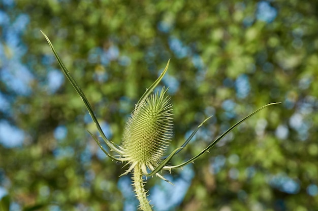 Teasel lat Dipsacus blüht im Garten