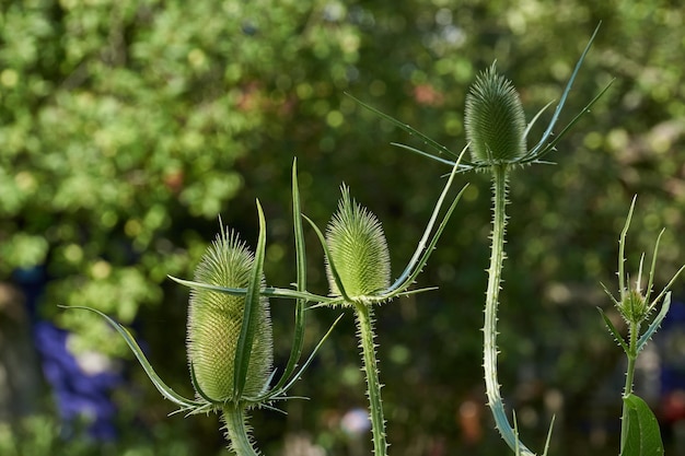 Teasel lat Dipsacus floresce no jardim