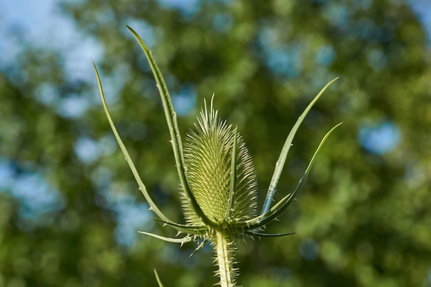 Teasel lat Dipsacus floresce no jardim