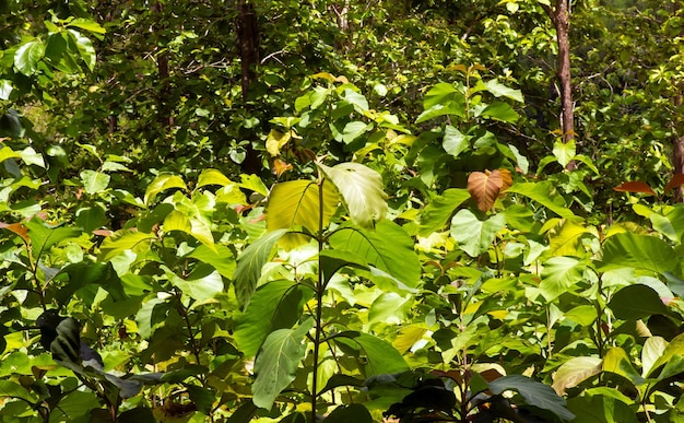 Teca joven Tectona grandis deja di Gunung Kidul Yogyakarta Indonesia