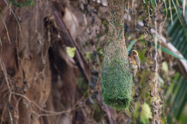 Tecelão listrado (ploceus manyar) descansando em um galho na floresta