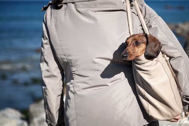 Teckel cachorro preso em um saco