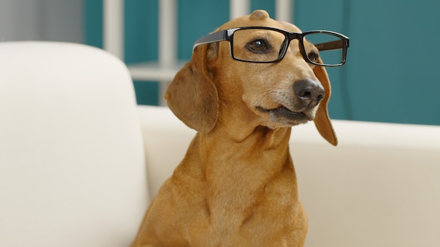 Teckel con gafas se sienta en el sofá en casa perro entrenado