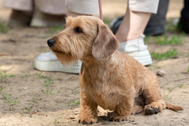 Teckel de pelo duro en una exposición canina