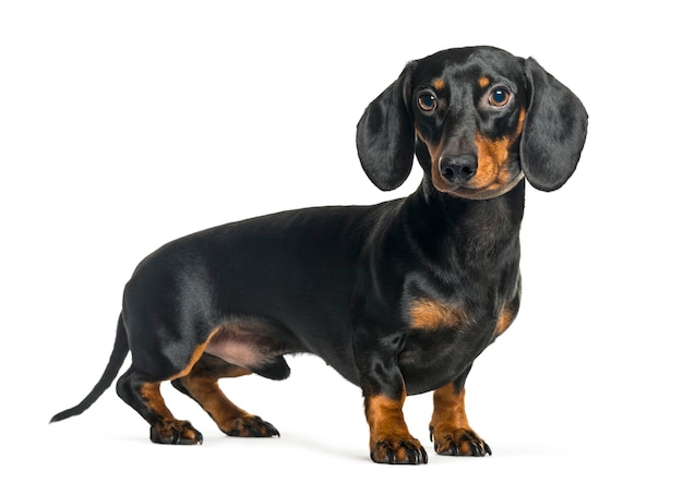 Foto teckel, perro salchicha delante de un fondo blanco