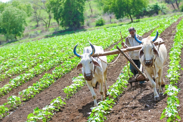 Técnica de agricultura indiana