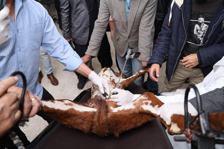 Foto técnicas de inseminação artificial em cabras por laparoscopia