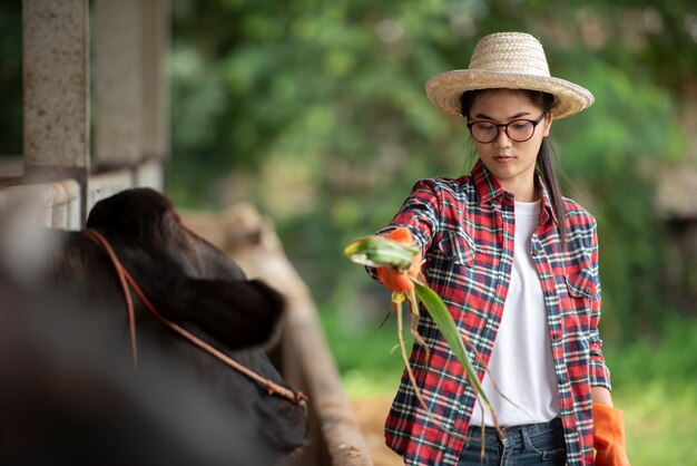 técnico veterinário alimentando vacas na fazenda