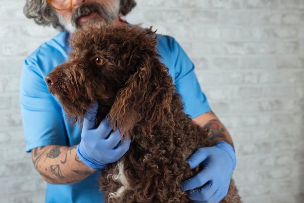 Técnico veterinario examinando a un perro