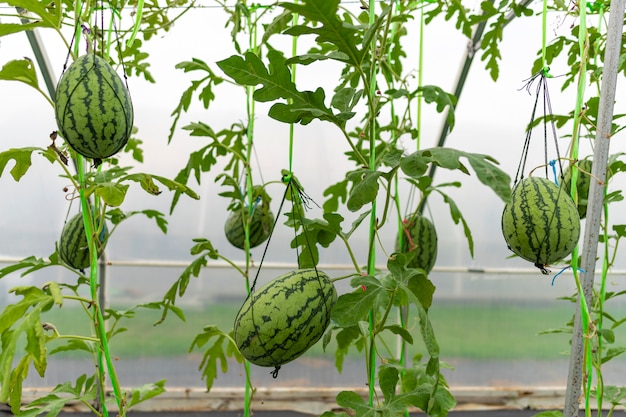 Tecnología para el cultivo de hortalizas en invernaderos.