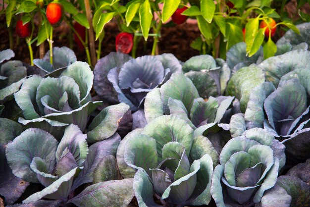 Tecnología para el cultivo de hortalizas en invernaderos.