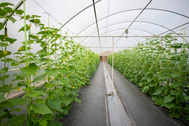 Tecnología para el cultivo de hortalizas en invernaderos.