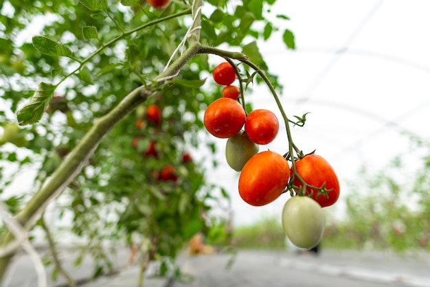 Tecnología para el cultivo de hortalizas en invernaderos.