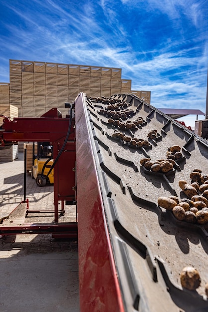 Tecnología moderna de agricultura de papa.