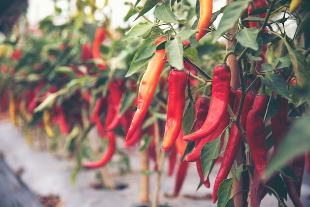 Tecnologia para o cultivo de hortaliças em estufas