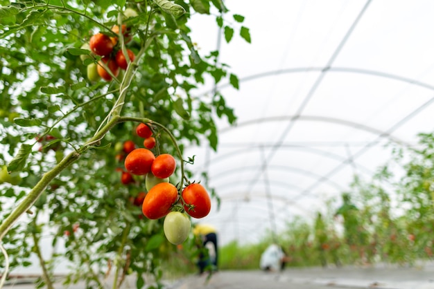 Tecnologia para o cultivo de hortaliças em estufas