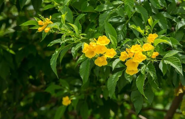 Tecoma stans Baum im Garten