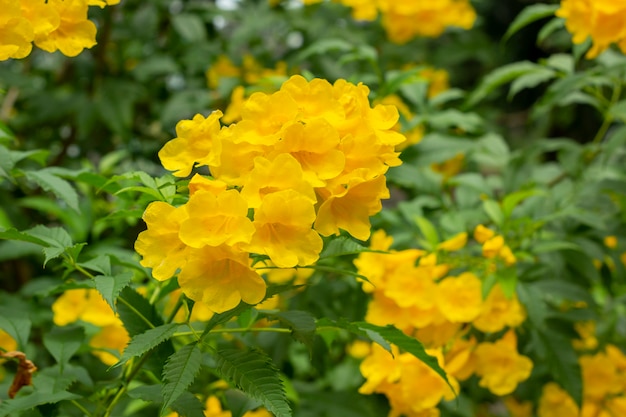 Tecoma vê flores amarelas que não funcionam no jardim