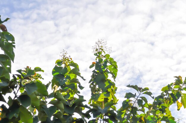 Tectona grandis Teca o LAMIACEAE o planta de teca o semilla de teca teca y flor y cielo