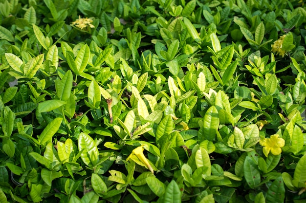 Foto tecture y fondo verdes de la naturaleza de la hoja en un parque.