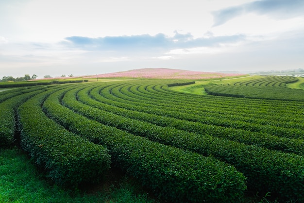 Tee Farm am Morgen