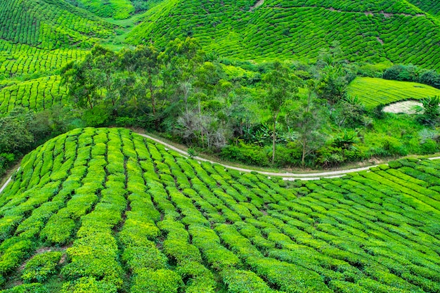 Tee Farm in Kamerun Hochland