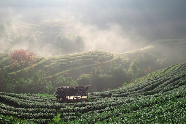 Tee-Feld bei Chiang Mai Thailand