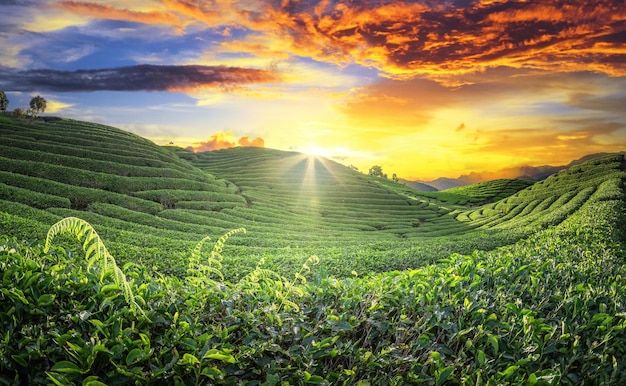 Tee-Feld-Plantage im schönen Sonnenunterganghimmel