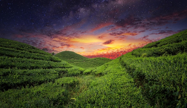 Tee-Feld-Plantage im schönen Sonnenunterganghimmel