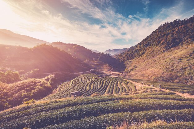 Tee-Feld und Sonnenaufgang Jahrgang am Morgen bei Chiang Mai, Thailand.