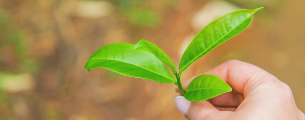 Tee wächst auf Teeplantagen in Sri Lanka